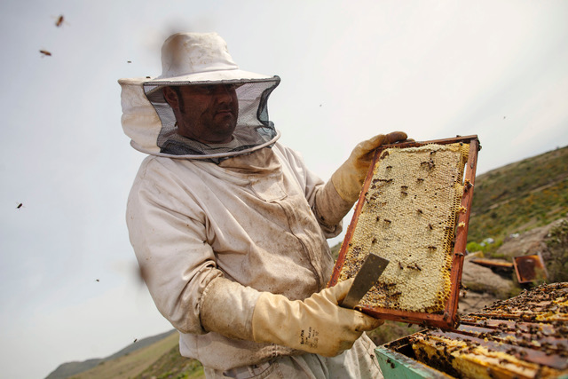 La miel como alimento clave para nuestra salud